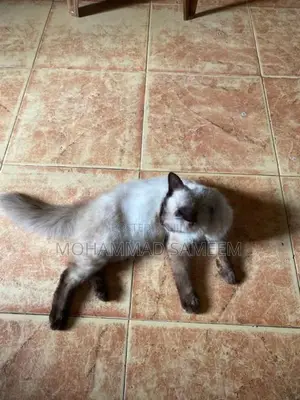 Himalayan Cat