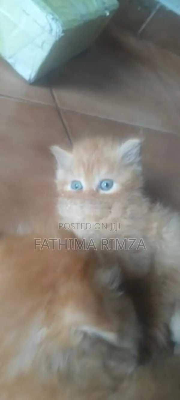 PERSIAN BREED
