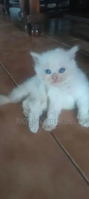 PERSIAN BREED