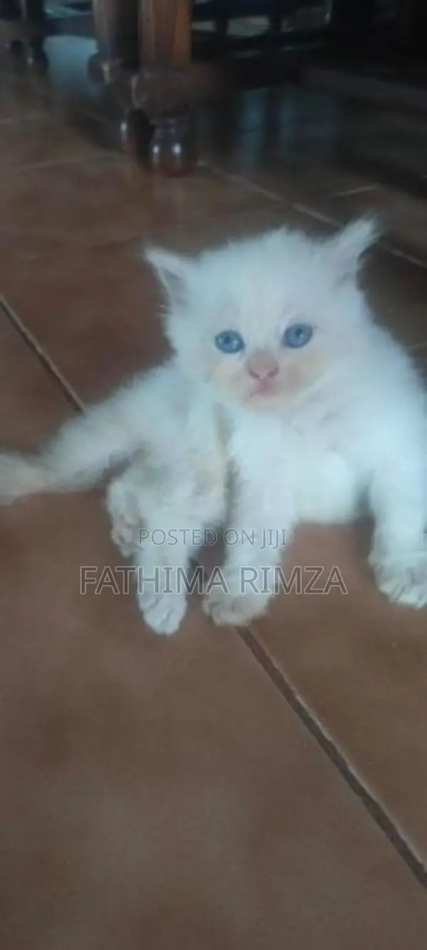 PERSIAN BREED