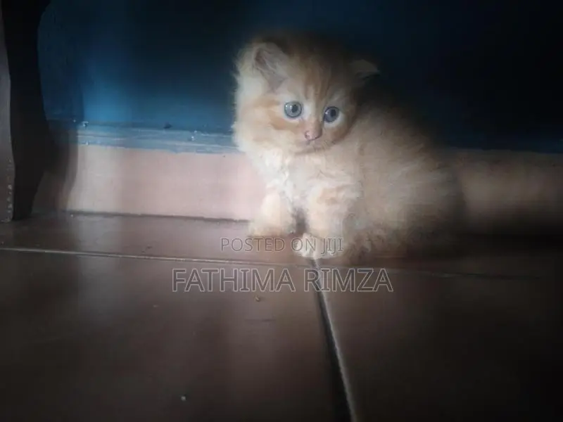 PERSIAN BREED