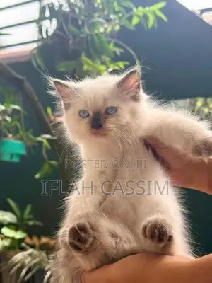 Persian Kittens