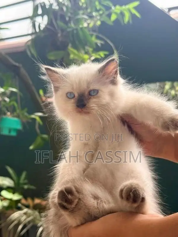 Persian Kittens