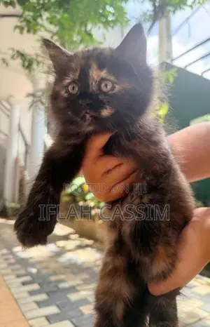 Persian Kittens