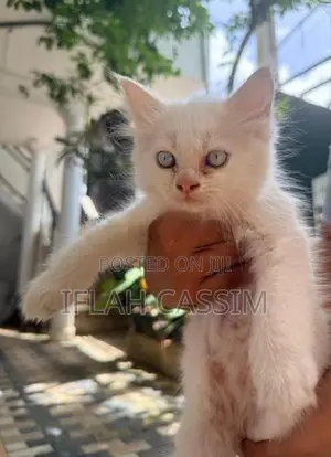 Persian Kittens