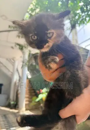 Persian Kittens