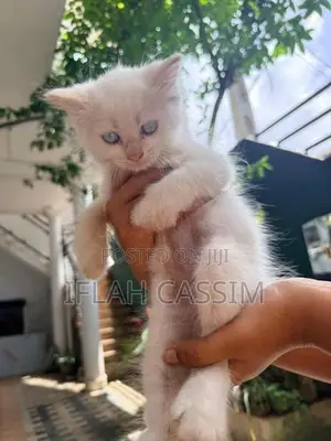 Persian Kittens