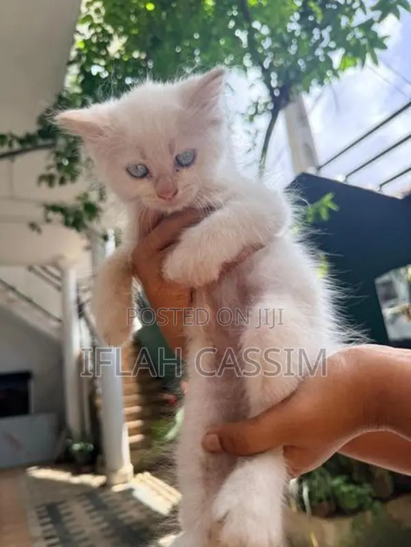 Persian Kittens