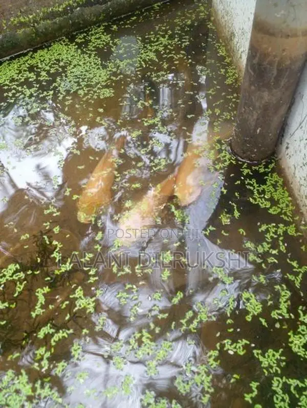 Oscar Fishes