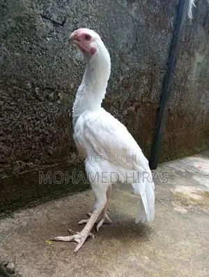 Parrot Beak Rooster