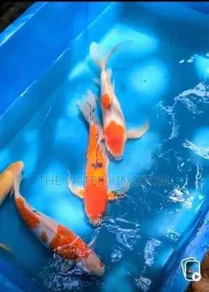 Koi Carp