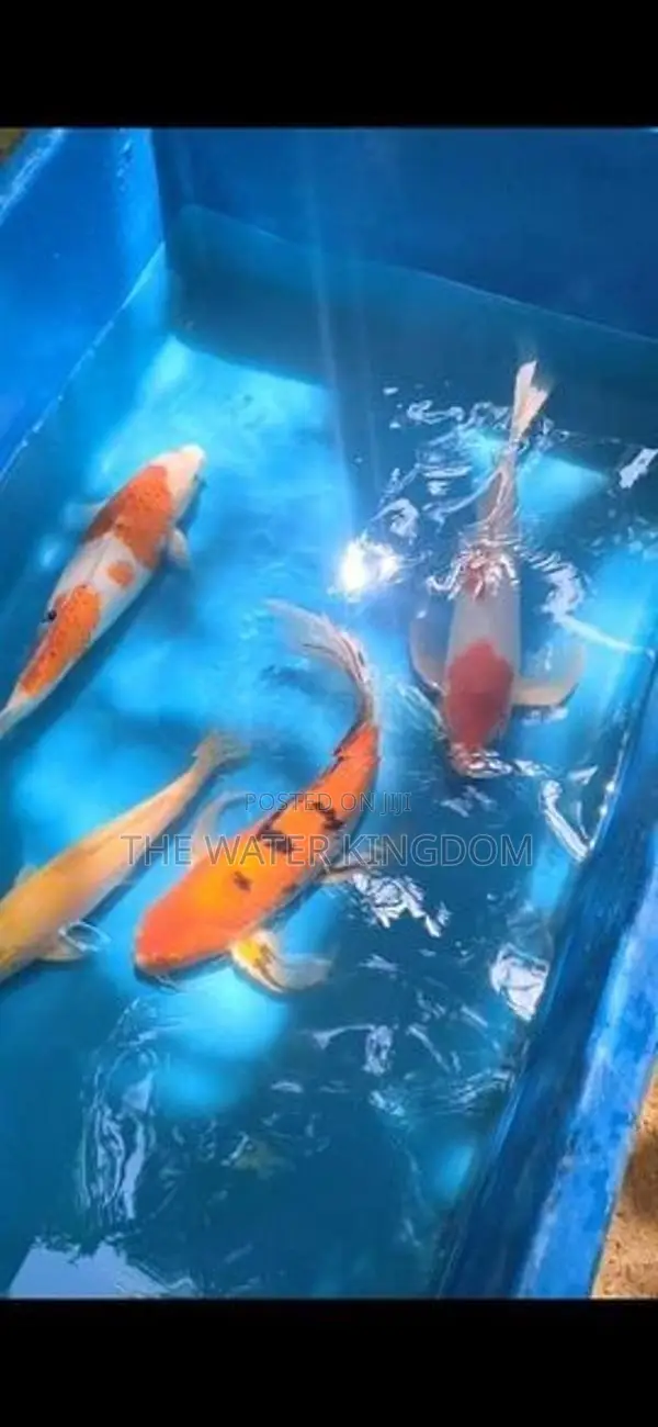 Koi Carp