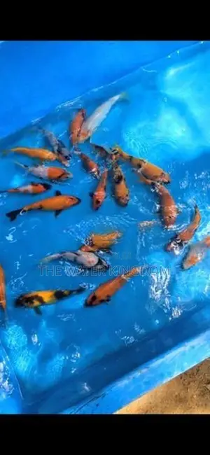 Koi Carp