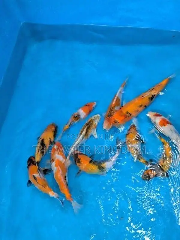 Koi Carp