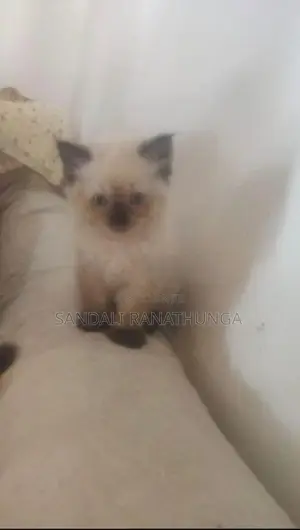 Persian Cat