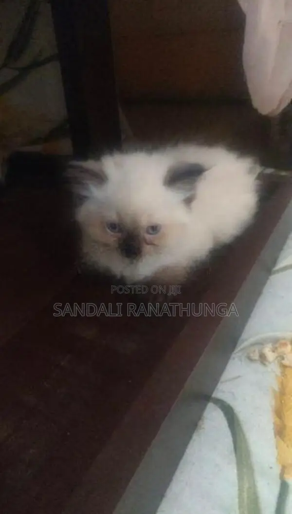 Persian Cat