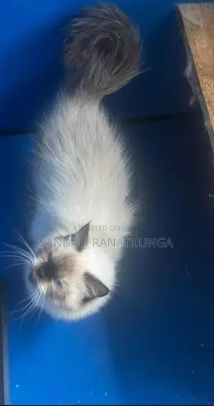 Persian Cat