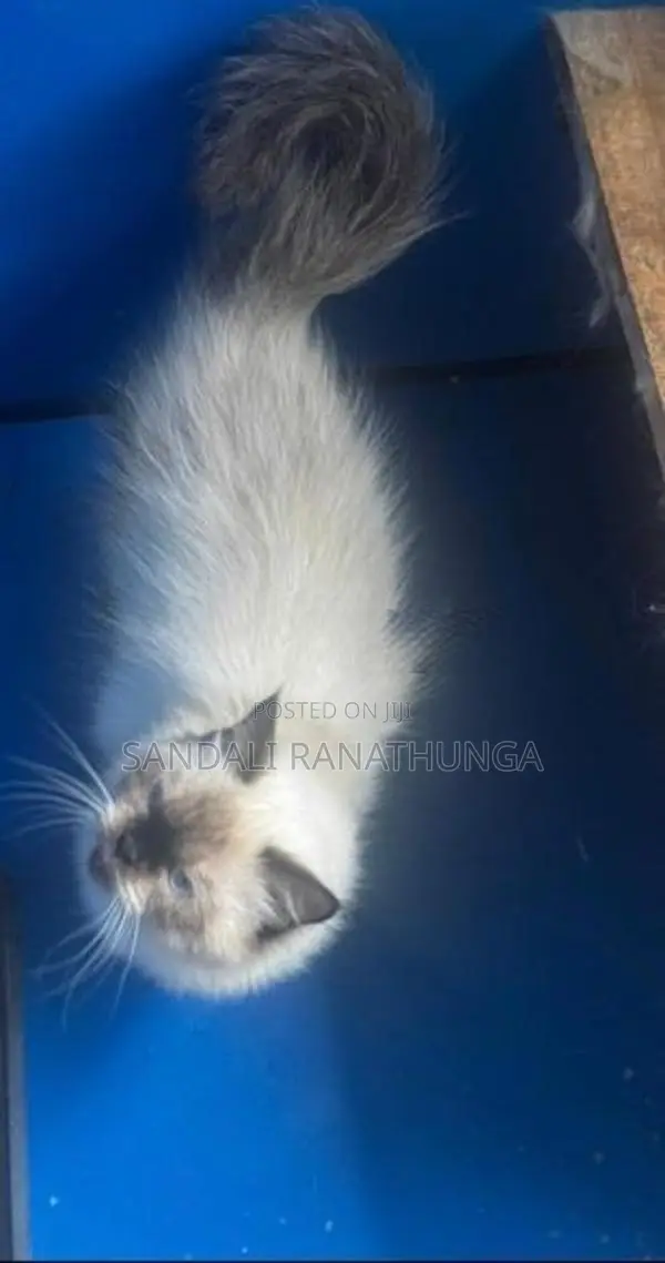 Persian Cat