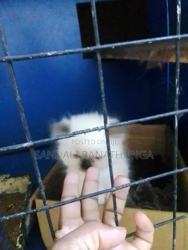 Persian Cat