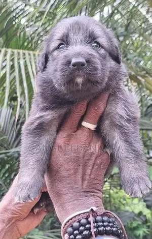 Lion Shepherd Puppies