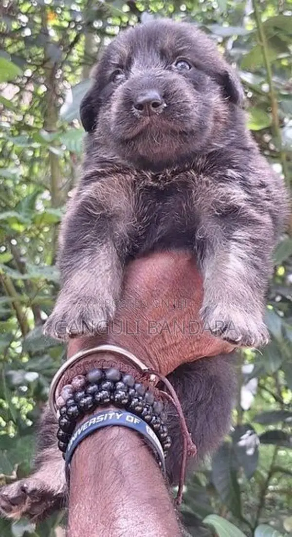 Lion Shepherd Puppies