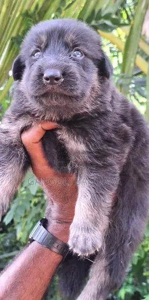 Lion Shepherd Puppies