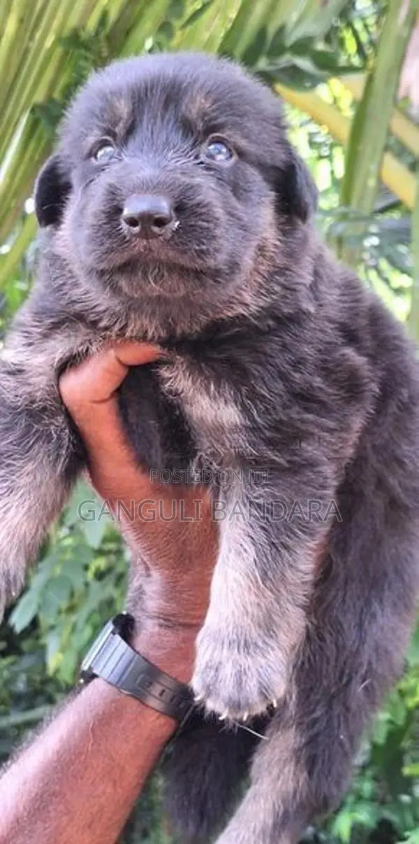 Lion Shepherd Puppies