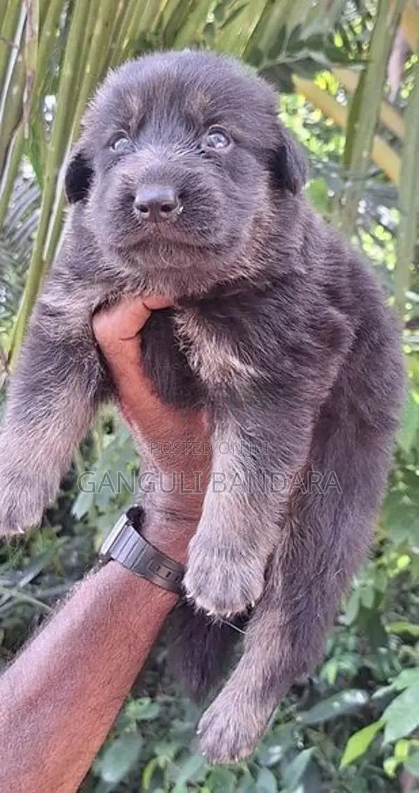Lion Shepherd Puppies