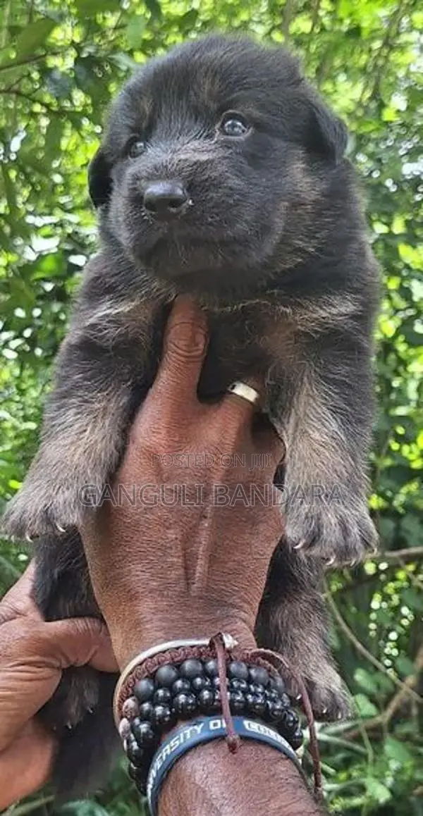 Lion Shepherd Puppies