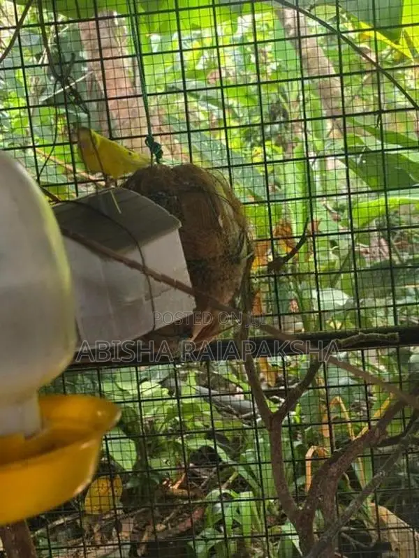 Love Birds