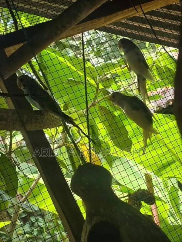 Love Birds