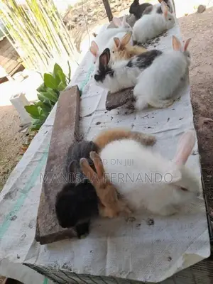 Angora Rabbit