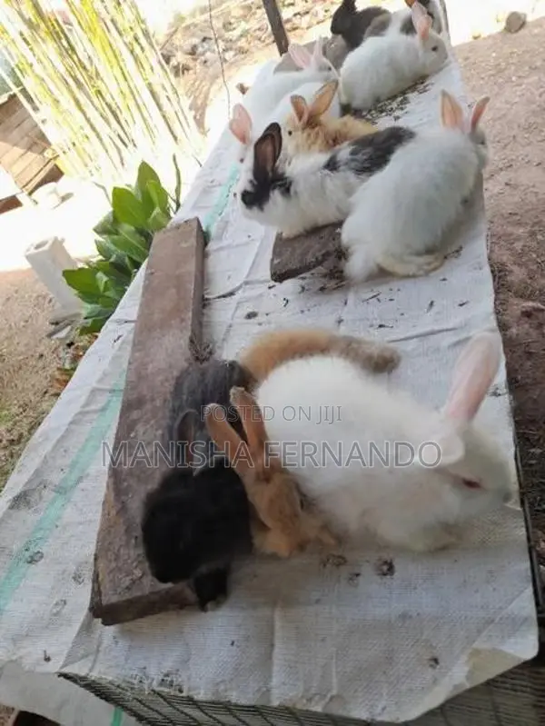 Angora Rabbit