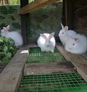 Angora Rabbit