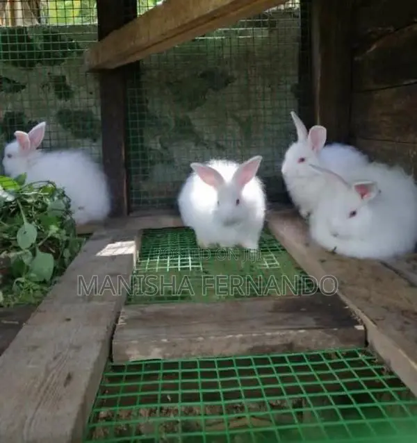 Angora Rabbit