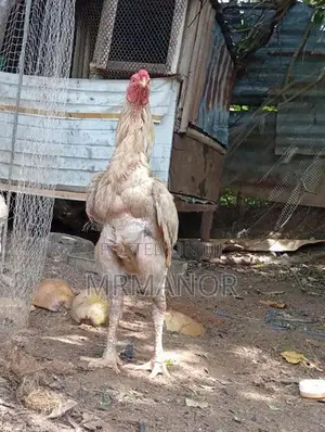 Roosters