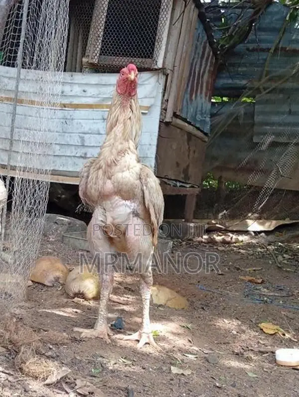 Roosters