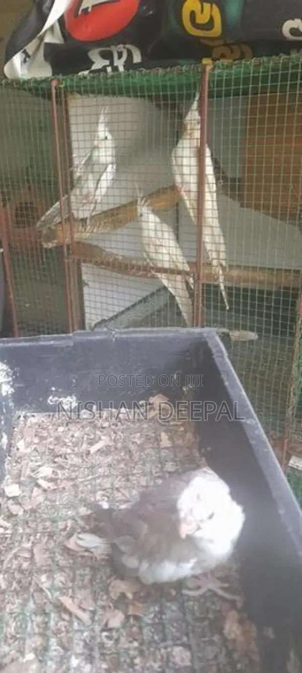 කෝකටේල් පැටව්න්