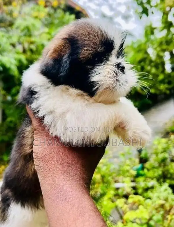 Shihtzu