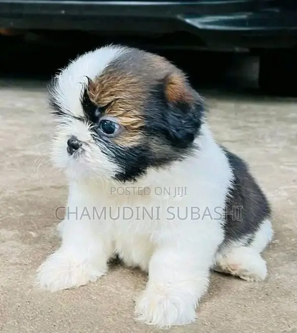 Shihtzu
