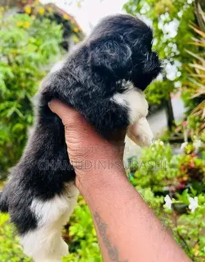 Shihtzu