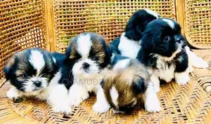 Shihtzu
