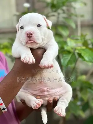 American Bully Puppies