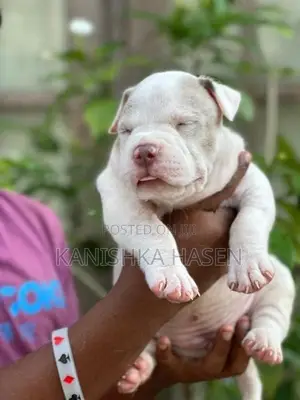 American Bully Puppies
