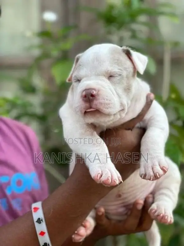 American Bully Puppies