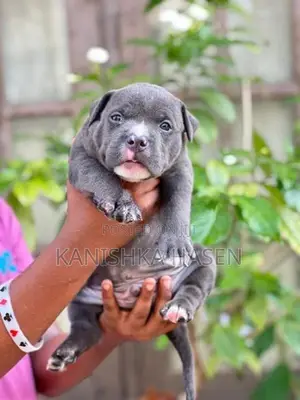 American Bully Puppies