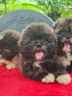 Shit Tzu Puppies