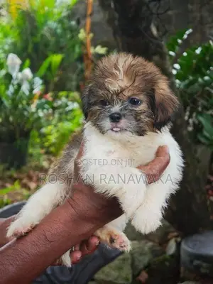 Shit Tzu Puppies