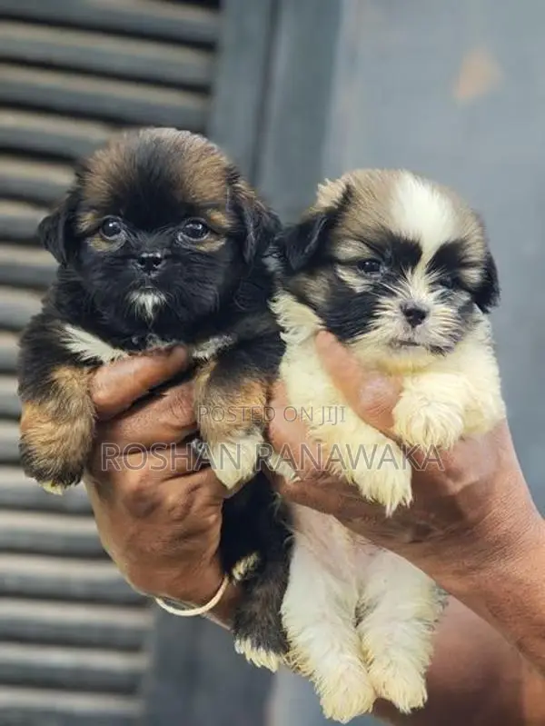 Shit Tzu Puppies