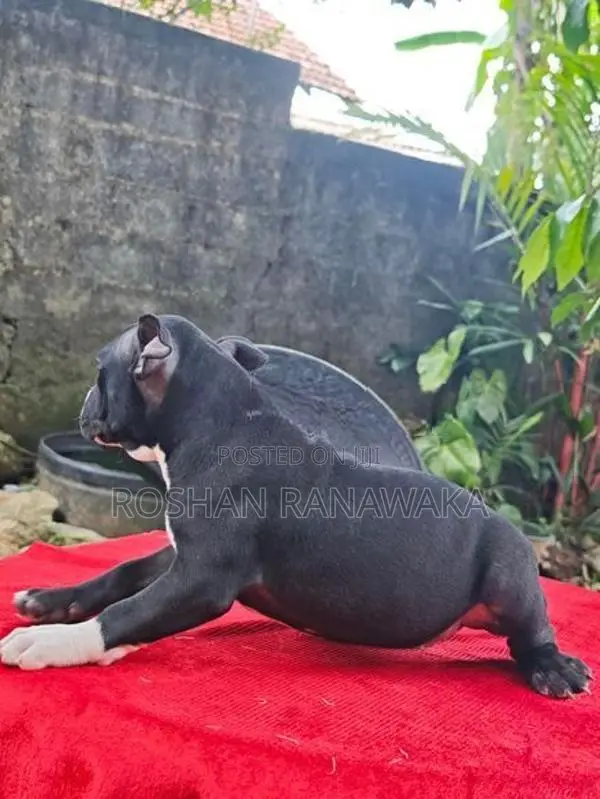 American Bully Puppies